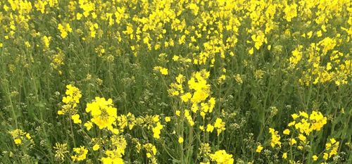 Neonikotinoider skadar bin