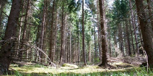 Topp-pris på skogsfastighet efter budstrid
