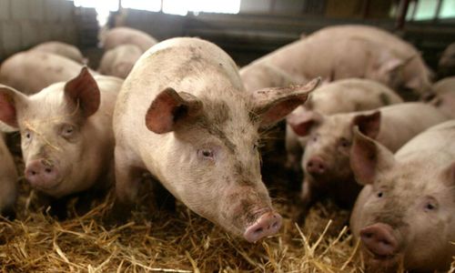 Ras för amerikanskt grispris