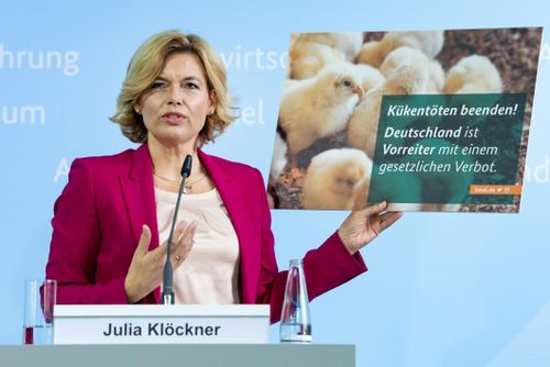 Avlivning av tuppkycklingar kan förbjudas i Tyskland