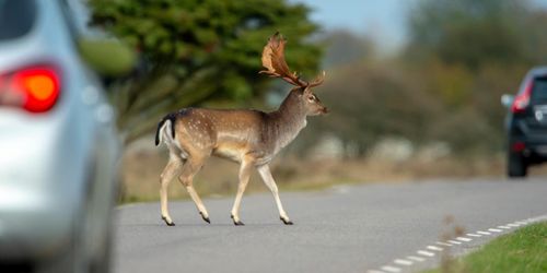 Viltolyckorna skenar när stammen ökar