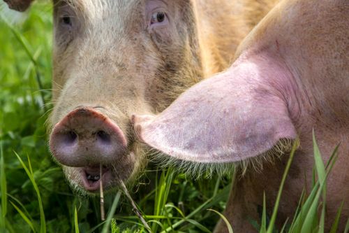 Får miljonstöd för Krav-grisar