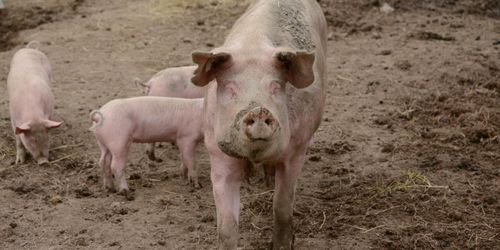 Så bra betalt får ekobonden