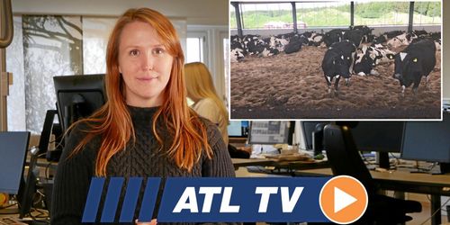 ATL TV: Korna trivs på tjock sandbädd