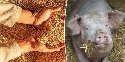 Stopp för mer konventionell råvara i ekofoder