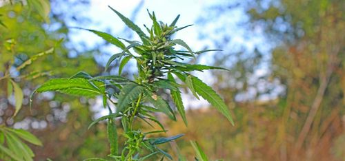 Polisen skördade cannabis utanför Bengtsfors