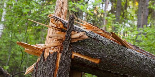 Coronaviruset har nått skogen