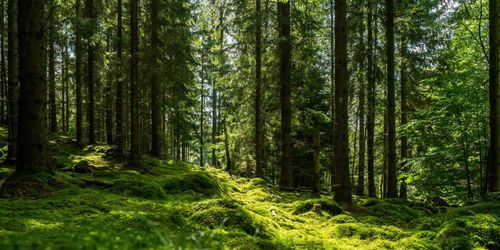 ”Sverige behöver en ny skogspolitik”