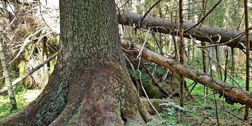 Sveriges högsta gran angripen av barkborrar