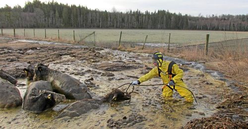 Kor gick ned sig i gödselbrunn