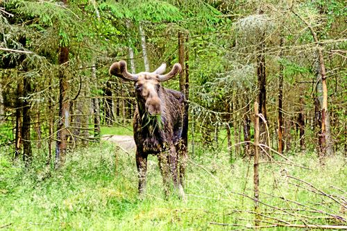 Faktafel och osanning i älgdebatten