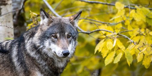 Kalvar dödade av varg – nu inleds skyddsjakt