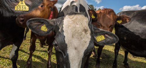 Kamp om vattnet slår mot satsande djurbönder