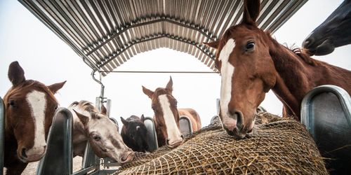 Hästar klarar tyngre ryttare