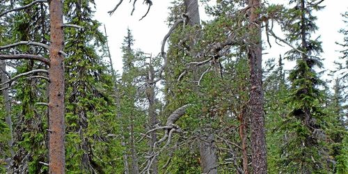 Nya besked om ersättning för skydd av skog