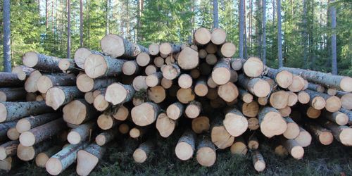 Södra sänker virkespriserna