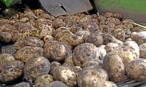 Bakläxa på stadgeändring