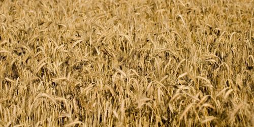 Då går odlaren in och prissäkrar skörden