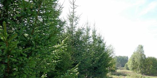 Här finns flest skogsägare