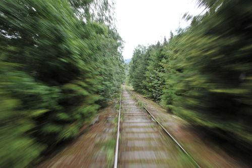 Korna tog sig upp på banvallen och följde spåret eftersom det var skog på båda sidor. Arkivbild.