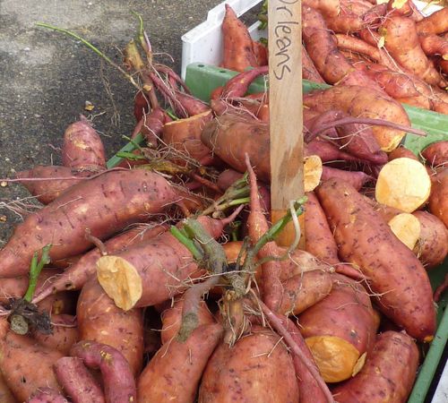 Särskilt sorten Orleans tycks vara lämplig för kyligare klimat.