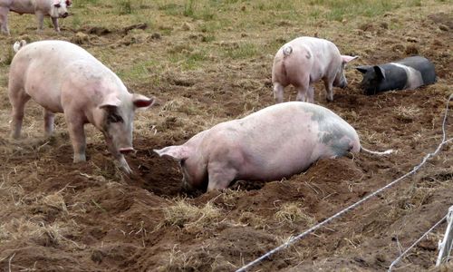 Färre grisar slaktades i mars