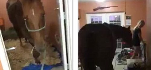 Hästarna fick flytta in i huset