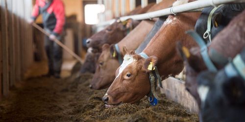”Stelbent organisation bidrar till veterinärbristen”
