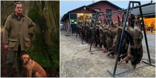 ”Effektiv jakt är lösningen på ökande vildsvinsstam”