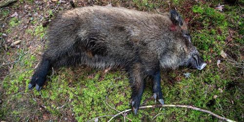 Vildsvinen näst intill utrotade i Danmark