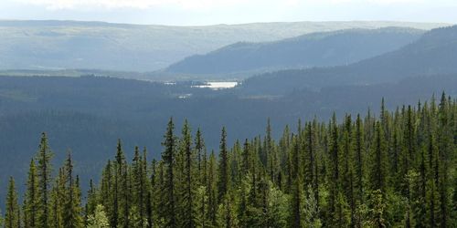 Naturskyddsföreningen söker skogsdetektiver