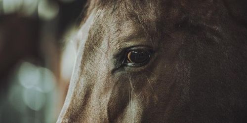 Nytt krematorium för häst
