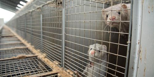 Pälsfarmarna lämnas i fred