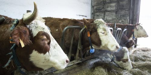 Personalen ökar – djurkontrollerna minskar