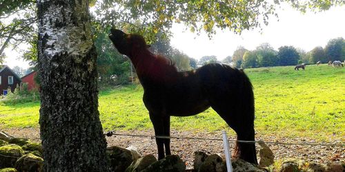 Löser foderbrist med urgammal metod