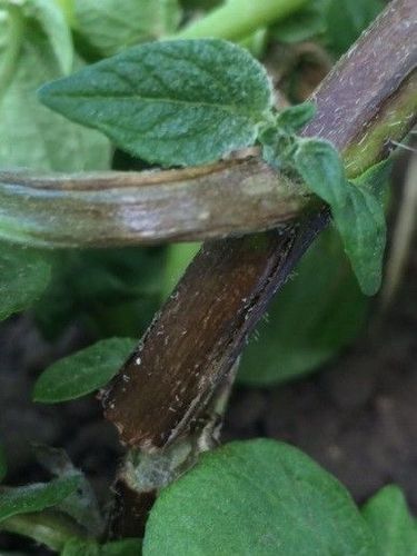 Bladmögel på övre delen av stjälken och på toppskott.