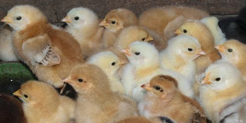 Bolag stäms efter massdöd på kycklinggård