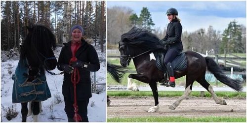 Hingsten Alvar försvann i stormen – nu är han hittad