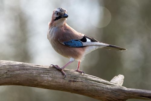 Flitig nötskrika antar planteringsutmaning