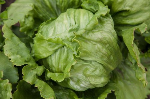 Tuff vädersäsong hotar sallaten