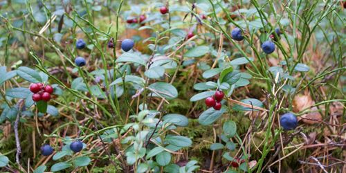 Lingonvax kan bli nytt material