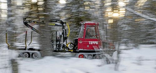 Vårkänslor i skogen