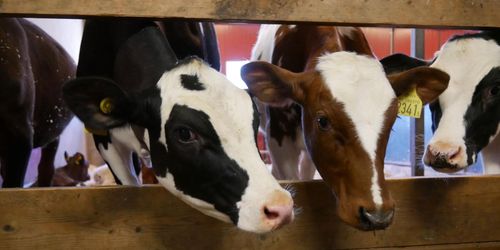 Därför följer mjölkbönder veterinärens råd – eller inte