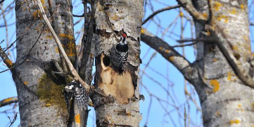 Sverige missar mål om biologisk mångfald