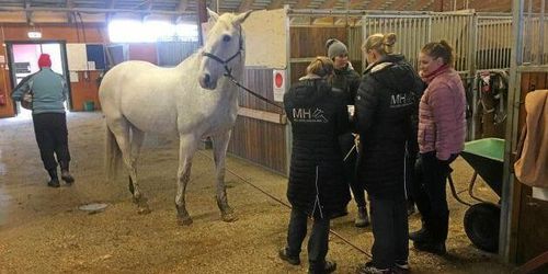 Sju nya hästar positiva för EHV-1