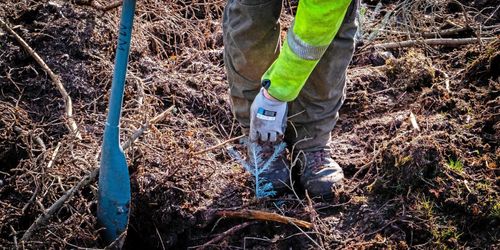 Finland flyger in arbetskraft till skogen