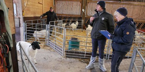 Kraven höga men svensk dorper i fin form