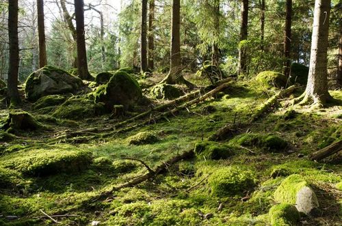 Här är nya strategin för skogsskydd