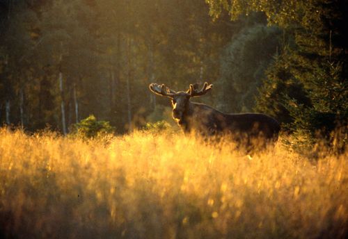 Hoppas på samarbete mot utfodring