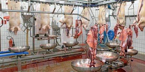 Minskad slakt i augusti